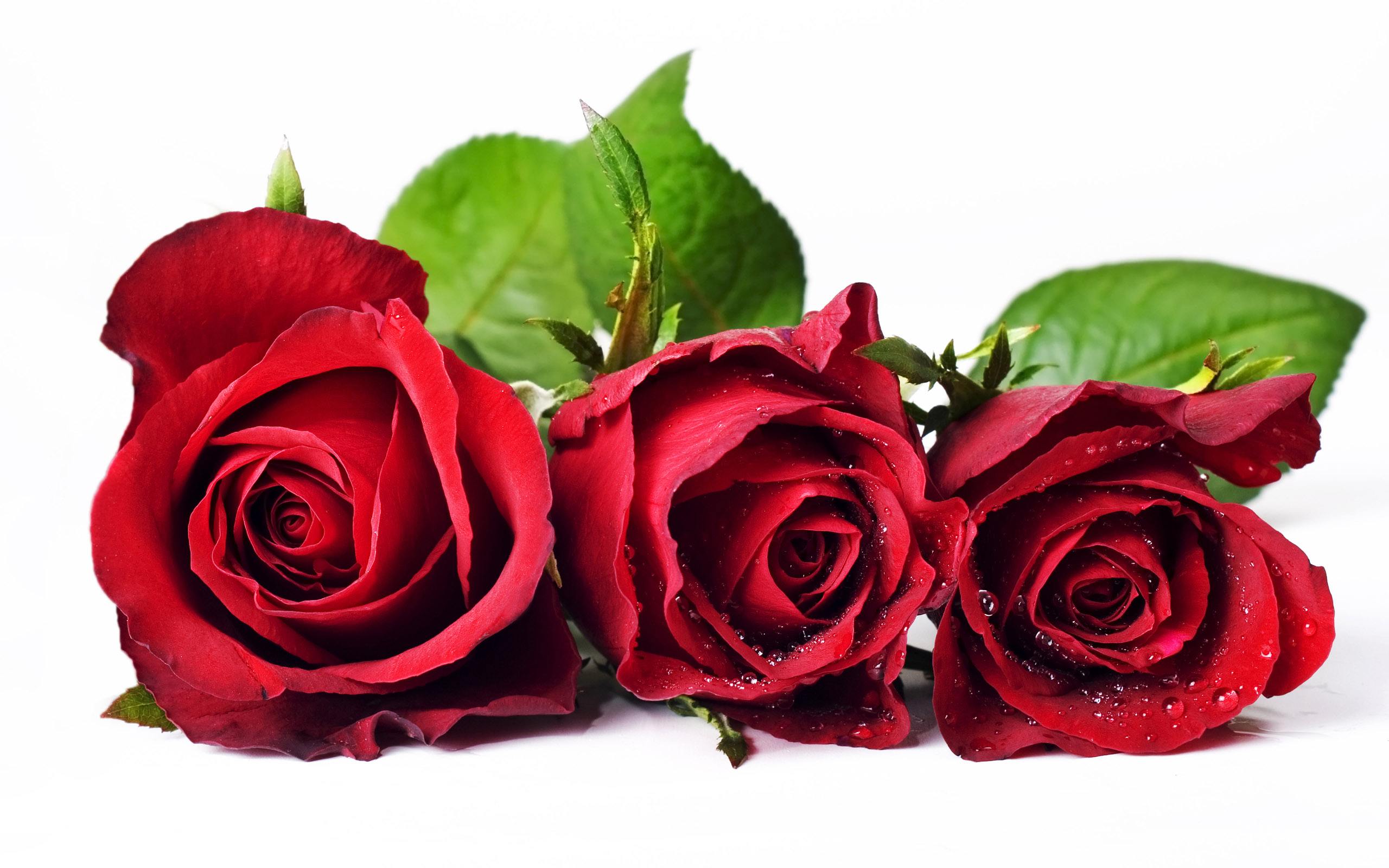 Provide rose microwave drying treatment solutions for leading enterprises in the hometown of roses in China